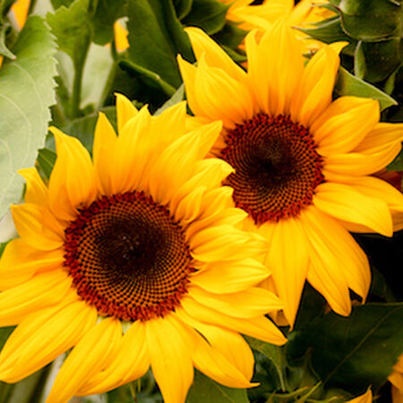 Santa Fe Sunrise F1, Sunflower Seeds - Packet image number null