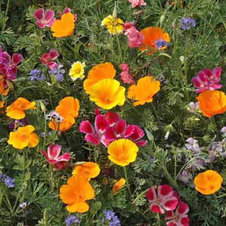 Northwest Blend, Wildflower Seed - 1 Ounce image number null