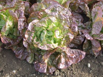 Image of Marvel of Four Seasons lettuce