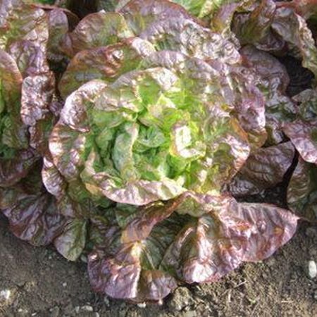 Marvel of Four Seasons, Lettuce Seeds - Packet image number null