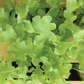 Green Salad Bowl, Lettuce Seeds