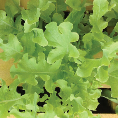 Green Salad Bowl, Lettuce Seeds - Packet image number null