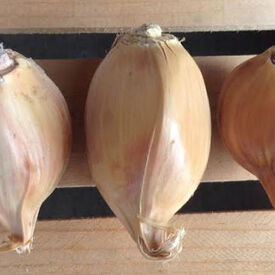 Elephant, Garlic Bulbs