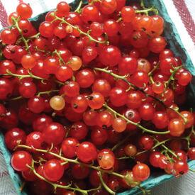 Red Currant, Tomato Seeds