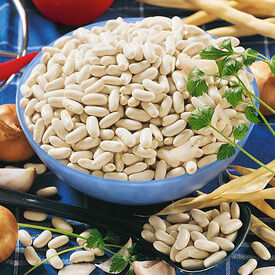 Cannolini Bush, Organic Bean Seeds
