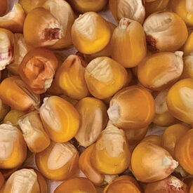VK Early, Corn Seed