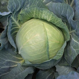 Greenboy, (F1) Cabbage Seeds