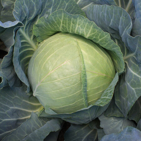 Greenboy, (F1) Cabbage Seeds - Packet image number null