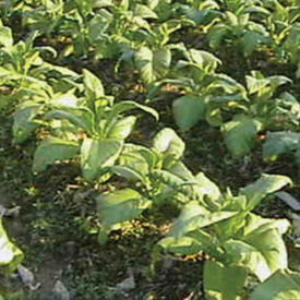 American 14, Tobacco Seed