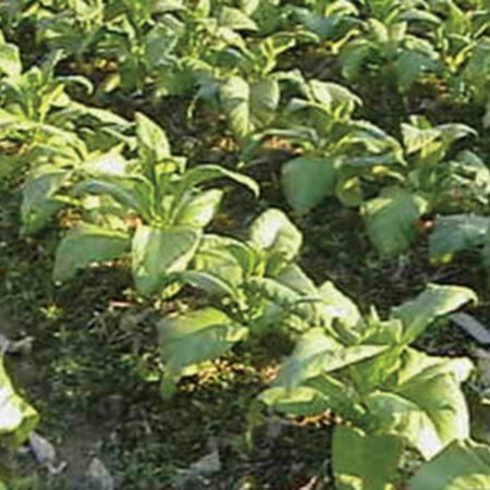 American 14, Tobacco Seed - Packet image number null