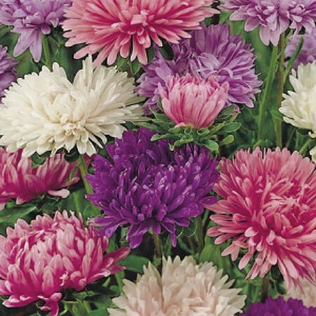 Powder Puff Mix, Aster Seeds - Packet image number null