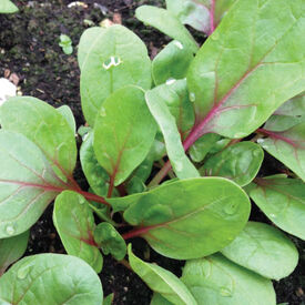 Red Tabby, (F1) Spinach Seeds