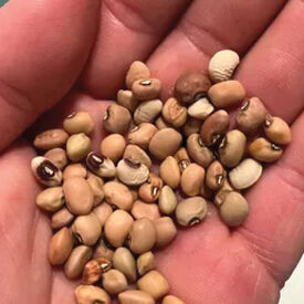 Dixie Lee, Cowpea Seeds