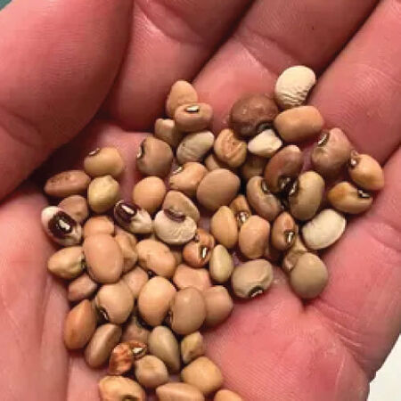 Dixie Lee, Cowpea Seeds - Packet image number null