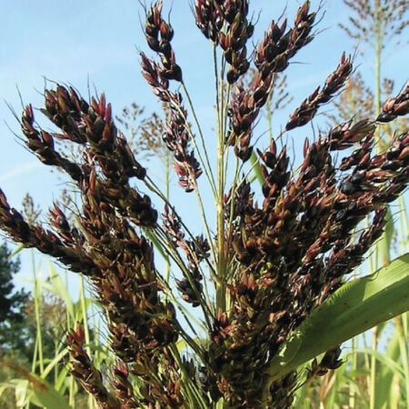 Black Amber Broom, Corn Seed - 50 Seeds image number null