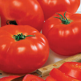 Big Beef, (F1) Tomato Seeds