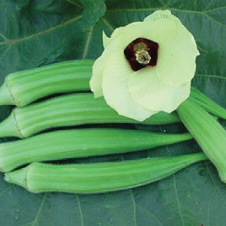 Perkins Long Pod, Okra Seed - Packet image number null
