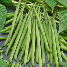 French Garden, Organic Bean Seeds