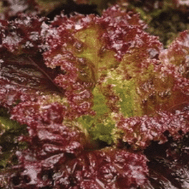 Lolla Rosso Darky, Lettuce Seeds