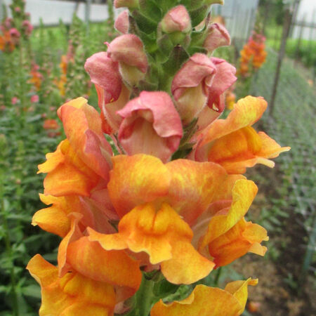 Opus III Early Bronze, (F1) Snapdragon Seeds - Packet image number null