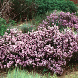 Creeping, Thyme Seeds