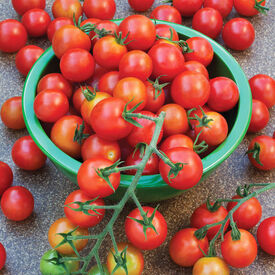 Low Acid Tomatoes Seeds Urban Farmer