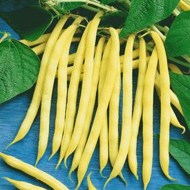 Golden Wax, Bean Seeds