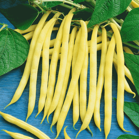 Golden Wax, Bean Seeds image number null