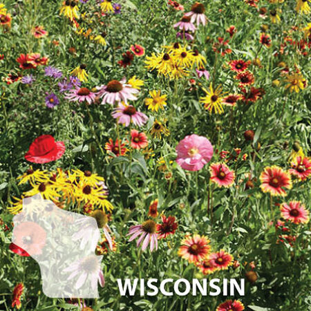 Wisconsin Blend, Wildflower Seed - 1 Ounce image number null