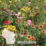 Wisconsin Blend, Wildflower Seed - 1 Ounce thumbnail number null