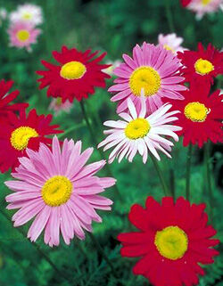 Painted Daisy Seeds Urban Farmer
