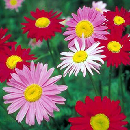 Painted, Daisy Seeds - Packet image number null