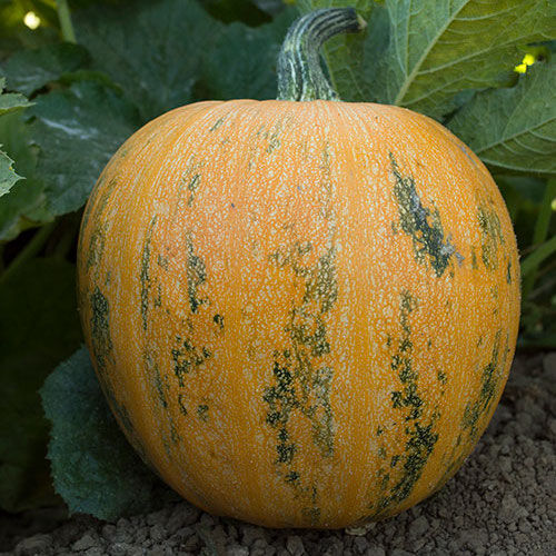 Lady Godiva, Organic Pumpkin Seeds | Urban Farmer