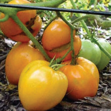 Orange Oxheart, Tomato Seeds - Packet image number null