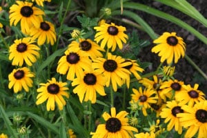 Rudbeckia Seeds