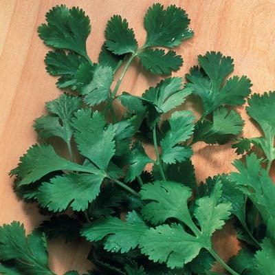 cilantro-plants