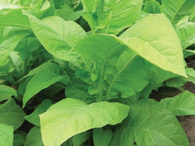 big-gem-tobacco-seeds