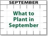 What to Plant in September