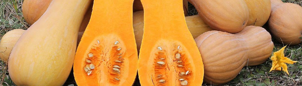 What Part of the Plant Makes the Squash Seeds  