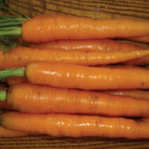 https://www.ufseeds.com/on/demandware.static/-/Sites-UrbanFarmer-Library/default/v1712844724037/Scarlet-Nantes-Carrots.jpg