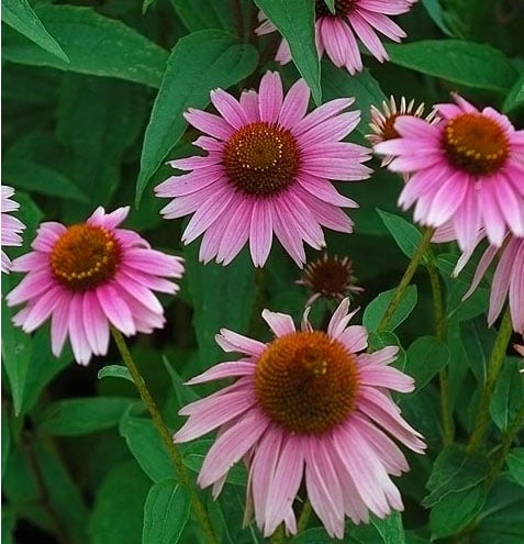 Coneflower Seeds