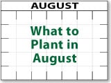 What to Plant in August