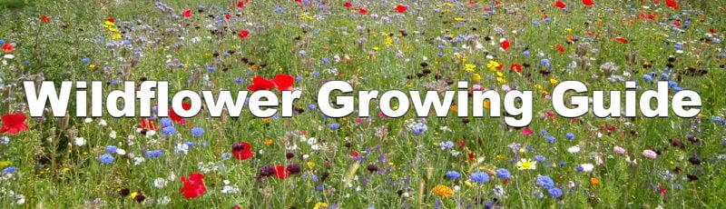 4 Tips for Growing a Beautiful Wildflower Garden - Sow Right Seeds