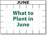What to Plant in June