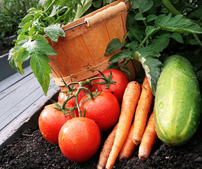 Vegetable Garden