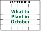 What to Plant in October