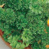 Parsley Seeds