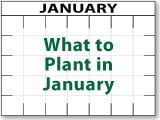 What to Plant in January