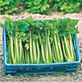 tango-celery-seeds
