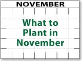 What to Plant in November